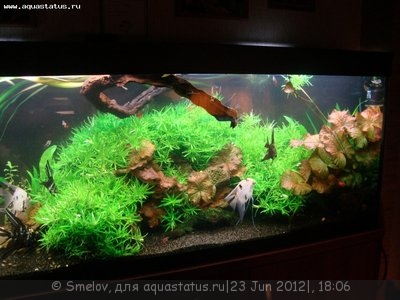 Мой новый и долгожданный аквариум 280 литров Smelov  - DSC04811.JPG