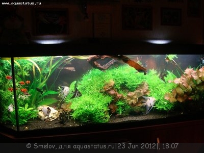 Мой новый и долгожданный аквариум 280 литров Smelov  - DSC04812.JPG