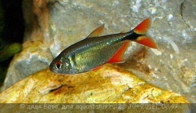 Фото Тетрагоноптерус, тетра-плотвичка Hemigrammus caudovittatus  (photo#24163)