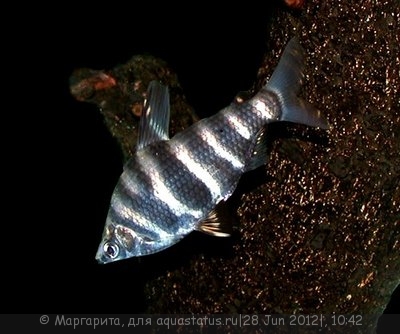 Абрамитес мраморный (Abramites hypselonotus)