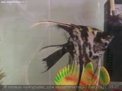 Чем болеют скалярии?