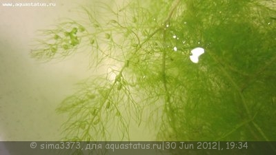 Опознание аквариумных растений - IMG_1245.JPG