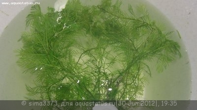 Опознание аквариумных растений - IMG_1249.JPG
