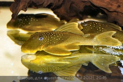 Хемианциструс субвиридис (Hemiancistrus subviridis)