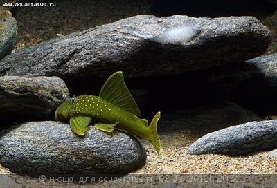 Хемианциструс субвиридис (Hemiancistrus subviridis)