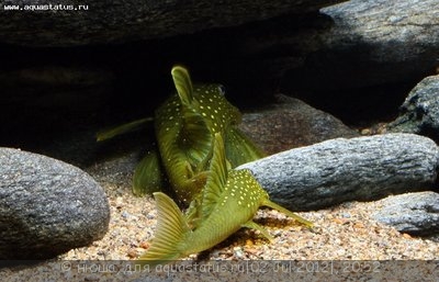 Хемианциструс субвиридис (Hemiancistrus subviridis)