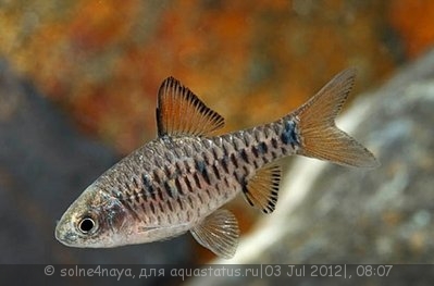 Барбус олиголепис или островной усач (Barbus oligolepis, Puntius oligolepis)