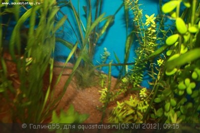 Опознание аквариумных растений - IMG_4314.JPG