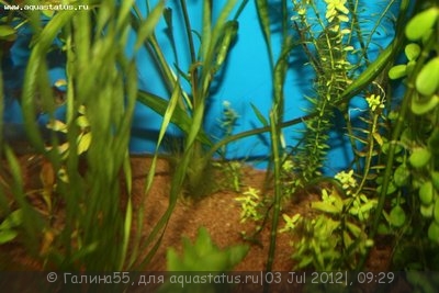 Опознание аквариумных растений - IMG_4316.JPG