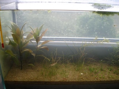Мой аквариум Земля, песок, вода и солнышко 35 литров B.W.  - .jpg