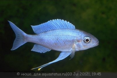 Офтальмотиляпия вентралис (Ophthalmotilapia ventralis)