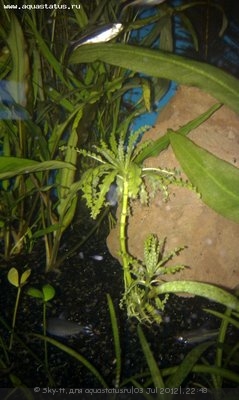 Опознание аквариумных растений - IMAG0365.jpg
