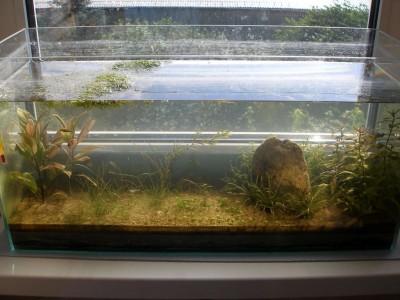 Мой аквариум Земля, песок, вода и солнышко 35 литров B.W.  - sss.jpg