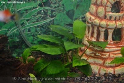 Опознание аквариумных растений - DSC_0600.JPG