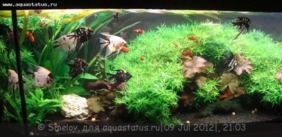 Мой новый и долгожданный аквариум 280 литров Smelov  - DSC04917.JPG