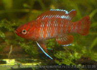 Фото Бадис красный, Скарлет Dario dario {Badis sp. Scarlet}  (photo#24547)