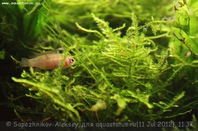 Фото Бадис красный, Скарлет Dario dario {Badis sp. Scarlet}  (photo#24548)