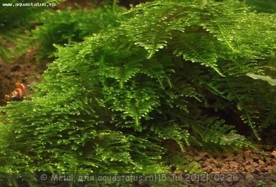 Фото Мох Треугольный Triangle Moss - Cratoneuron filicinum  (photo#24646)