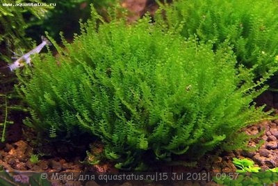 Фото Мох 610 moss 610  (photo#24647)