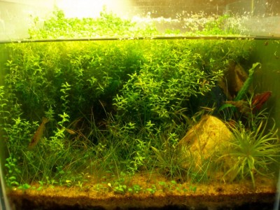 Мой аквариум на 20 литров B.W.  - P6106449.jpg