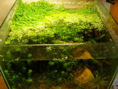 Мой аквариум на 20 литров B.W.  - app.jpg