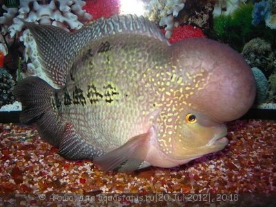 Фловерхорн, Флауер Хорн (Flowerhorn)