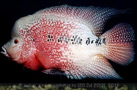 Фловерхорн, Флауер Хорн (Flowerhorn)