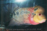 Фловерхорн, Флауер Хорн (Flowerhorn)