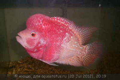 Фловерхорн, Флауер Хорн (Flowerhorn)