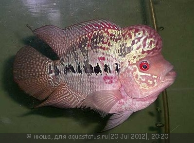 Фловерхорн, Флауер Хорн (Flowerhorn)