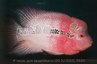 Фловерхорн, Флауер Хорн (Flowerhorn)