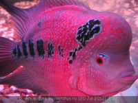 Фловерхорн, Флауер Хорн (Flowerhorn)