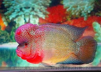 Фловерхорн, Флауер Хорн (Flowerhorn)