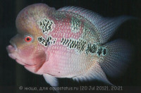 Фловерхорн, Флауер Хорн (Flowerhorn)