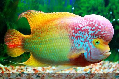 Фловерхорн, Флауер Хорн (Flowerhorn)