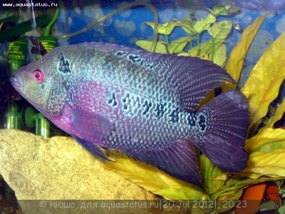 Фловерхорн, Флауер Хорн (Flowerhorn)