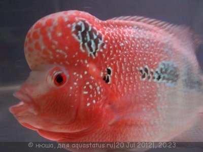 Фловерхорн, Флауер Хорн (Flowerhorn)