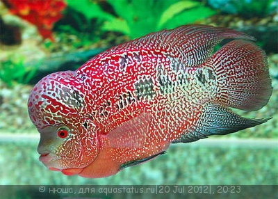 Фловерхорн, Флауер Хорн (Flowerhorn)