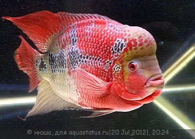 Фловерхорн, Флауер Хорн (Flowerhorn)