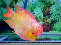 Фловерхорн, Флауер Хорн (Flowerhorn)