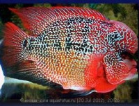 Фловерхорн, Флауер Хорн (Flowerhorn)