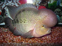 Фловерхорн, Флауер Хорн (Flowerhorn)