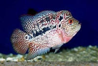 Фловерхорн, Флауер Хорн (Flowerhorn)