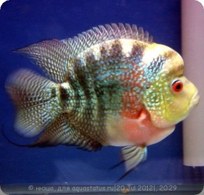 Фловерхорн, Флауер Хорн (Flowerhorn)