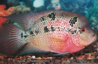 Фловерхорн, Флауер Хорн (Flowerhorn)