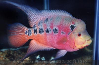 Фловерхорн, Флауер Хорн (Flowerhorn)