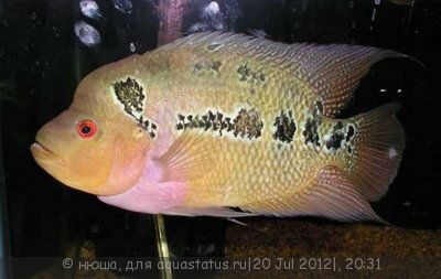 Фловерхорн, Флауер Хорн (Flowerhorn)