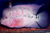 Фловерхорн, Флауер Хорн (Flowerhorn)