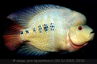 Фловерхорн, Флауер Хорн (Flowerhorn)