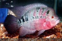 Фловерхорн, Флауер Хорн (Flowerhorn)